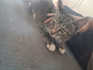 Babykatze hauskatze 