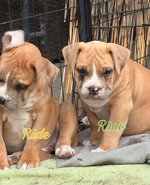 Traumhafte American Bully XL Welpen aus liebevoller Familienaufzucht 