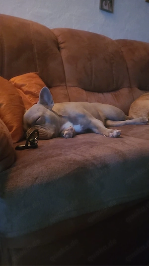 Französische Bulldogge Kiki sucht dringend ein liebevolles Zuhause     