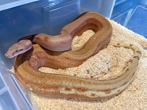 0,1 Hypo Scoria Labyrinth Pos Het VPI T + Boa ci