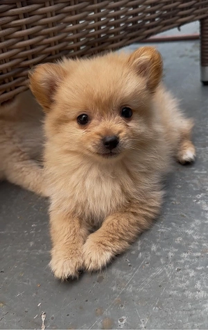 Pomeranian Zwerspitz Welpe