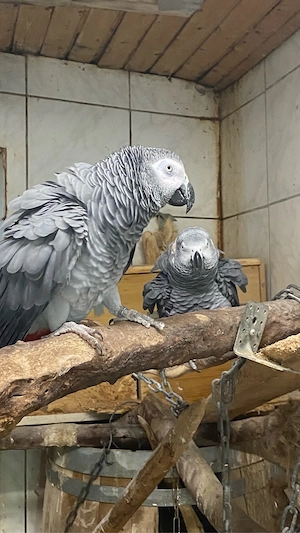 Kongo Graupapageien Paar