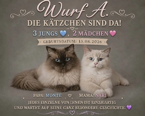 Ragdoll Würf A August schön da