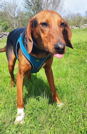Jagdhund Mix Hündin 9Mon 17kg 50cm BUNDESWEIT ausreisebereit  Bild 5