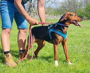 Jagdhund Mix Hündin 9Mon 17kg 50cm BUNDESWEIT ausreisebereit  Bild 3