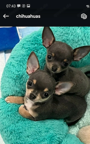 Entzückende Teacup-Chihuahua-Welpen 