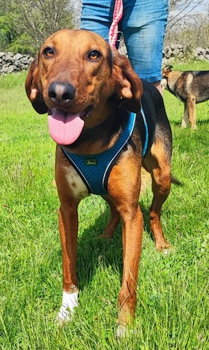 Jagdhund Mix Hündin 9Mon 17kg 50cm BUNDESWEIT ausreisebereit 