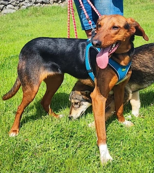 Jagdhund Mix Hündin 9Mon 17kg 50cm BUNDESWEIT ausreisebereit  Bild 2