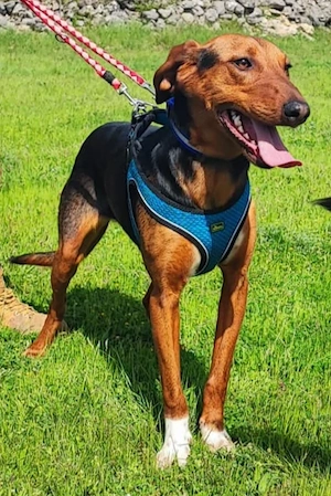 Jagdhund Mix Hündin 9Mon 17kg 50cm BUNDESWEIT ausreisebereit  Bild 4