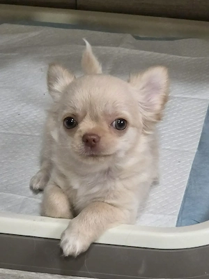 Chihuahua-Welpen: Große Gefühle in kleiner Größe. 