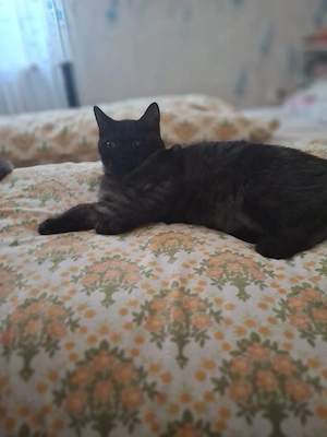 bkh reinrassige kitte Junge