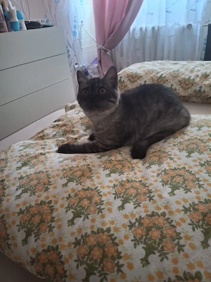 bkh reinrassige kitten Jungen 