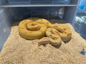 1.0 VPI T + Sunglow Labyrinth Fire Boa ci