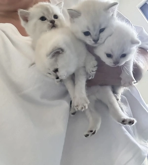 Wunderschöne reinrassige Bkh Kitten 