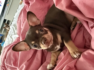 Schönes Chihuahua-Mädchen in Schokoladenfarbe ? liebevoll aufgezogen