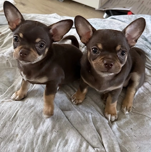 Chihuahua-Welpen zur Reservieru