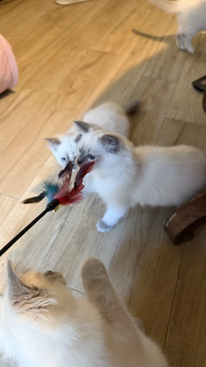 Reinrassige Ragdoll Kitten Mädchen suchen liebevolles Zuhause Bild 4