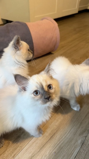 Reinrassige Ragdoll Kitten Mädchen suchen liebevolles Zuhause Bild 2