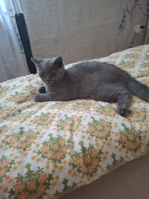 bkh reinrassige kitten Mädchen 