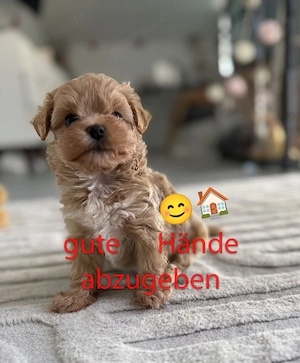 Ich gebe dieses süße Bärchen in vertrauenswürdige Hände (siehe Beschreibung)