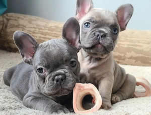 Zugelassene Farben von Französische Bulldoggen Welpen