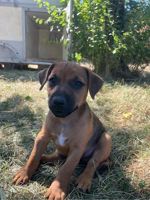Patterdale Terrier Welpen | sofort abgabebereit