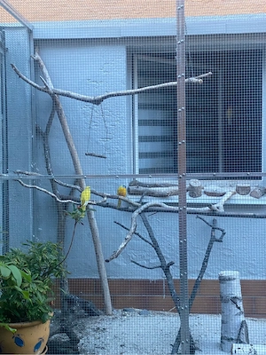 Bourkesittich  Schönsittich  dilute Lutino Sittich Vögel 