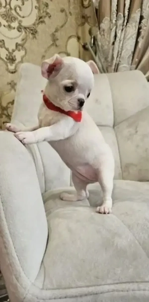 Kostenlos   Zwerg-Chihuahua-Hündin sucht liebevolles Zuhause