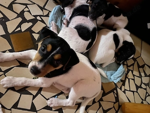 Jack Russell Welpen - auszugsbereit