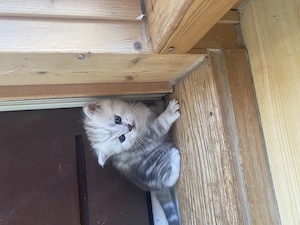 1 Kater und Mädchen bkh  reinrassig ab Mitte  September abzugeben 