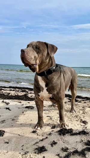 American Bully XL Rüde 