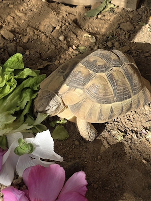 Landschildkröte