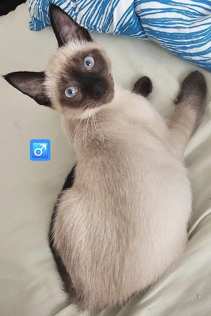 Wunderschöne BKH Siam Mix-Kitten (geboren am 14.04.2026) suchen ein neues Zuhause!