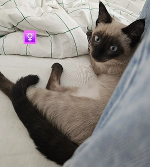 Wunderschöne BKH Siam Mix-Kitten (geboren am 14.04.2026) suchen ein neues Zuhause!