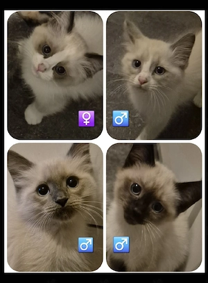 Siam   Bkh-Siam Mix Kitten 