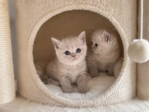 Britisch kurzhaar kitten 