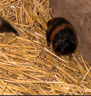 junge meerschweinchen böcke 