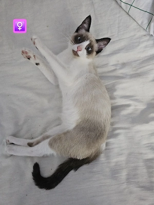 Wunderschöne BKH Siam Mix-Kitten (geboren am 14.04.2026) suchen ein neues Zuhause!