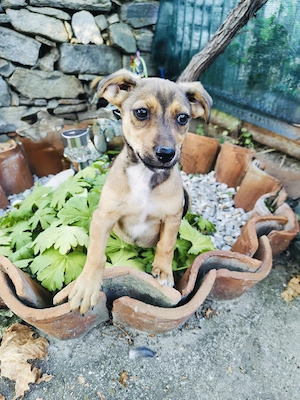 Dackelmix Elio sucht ein Zuhause 