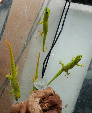 Jungtiere Madagaskar Taggeckos - Phelsuma Grandis Bild 2