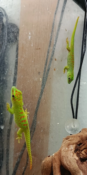 Jungtiere Madagaskar Taggeckos - Phelsuma Grandis Bild 3