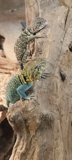 Halsbandleguan Pärchen 