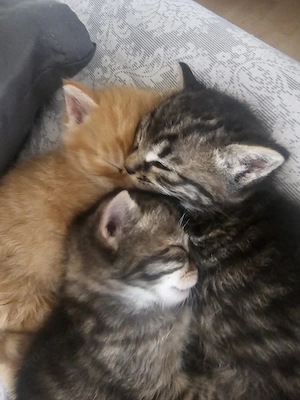  Liebevolle Zuhause für unsere kleinen Katzen gesucht   