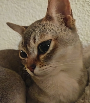 Singapura Siam Mix Kitten Kätzchen kleine Katze Bild 5