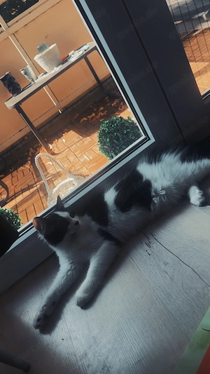 Liebevolles Zuhause für unseren jungen Kater gesucht