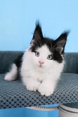 Wunderschöne, 3 Monate alte Maine Coon sucht ein Zuhause für immer.   