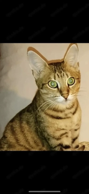 Zwei tolle Savannah Katzen suchen ein neues Zuhause!