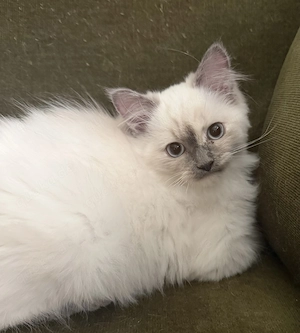 Reinrassige Ragdoll Kitten Mädchen suchen liebevolles Zuhause Bild 3