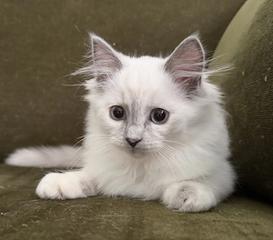 Reinrassige Ragdoll Kitten Mädchen suchen liebevolles Zuhause