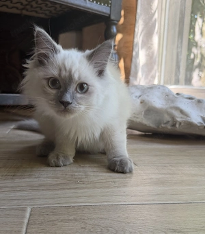Reinrassige Ragdoll Kitten suchen liebevolles Zuhause